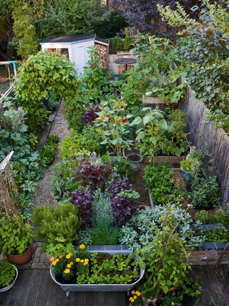 Edible garden landscape with productive planting beds